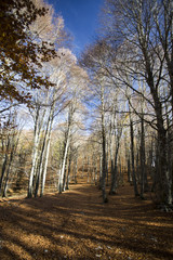 Photograph of a forest with autumn colors. Trees, leaves and greenery 