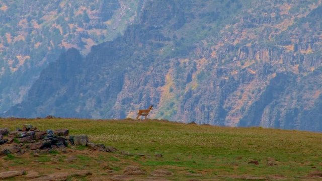 Pronghorn antelope on edge of cliff 3 Summit Steens Mountain Near malheur Wildlife Refuge 23