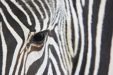 Fototapeta na wymiar Close-up of the eye of a zebra with hair detail and patterns. 