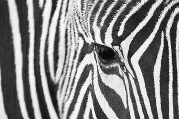 Fototapeta na wymiar Close-up of the eye of a zebra with hair detail and patterns in black and white 