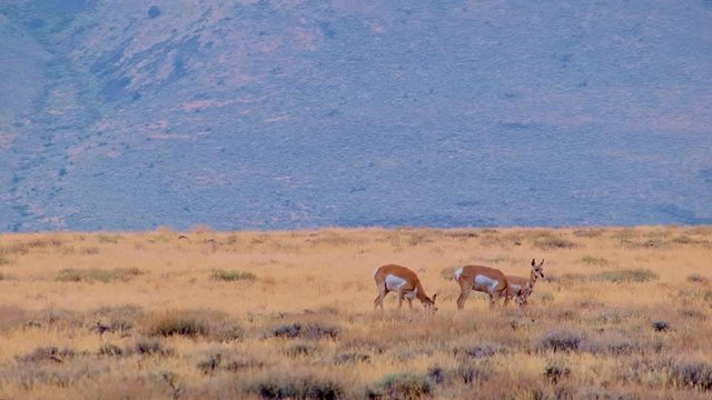 Pronghorn family baby fawn and mother eating Hart Mountain National Antelope Refuge Oregon 149