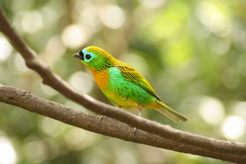 Brassy-breasted Tanager (Saíra Lagarta)