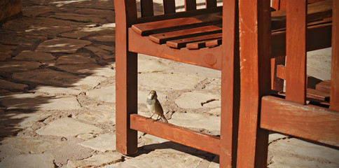 bird perched on wooden chair
