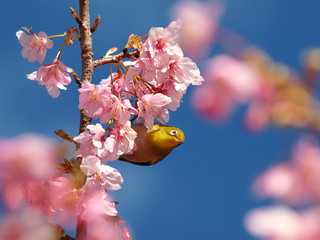 枝の上から河津桜を見下ろすメジロ