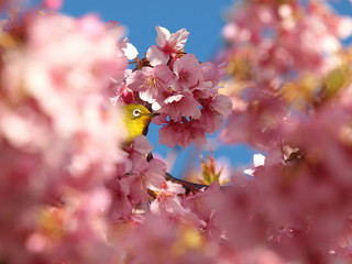 河津桜の花びらの間から顔を出すメジロ