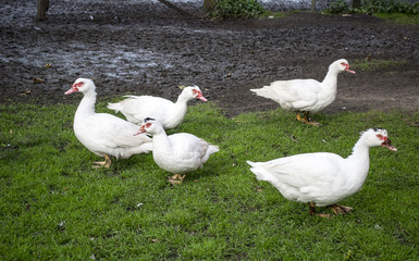 Gruppe von weissen Enten auf Wiese im Herbst in Deutschland, Geflügelzucht