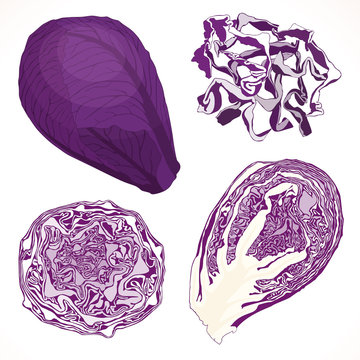 Vector red cabbage isolated on white background. Whole half and chopped cabbage.