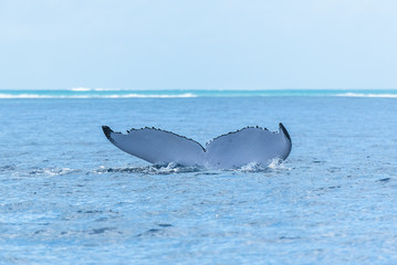 Fototapeta premium Humpback whale swimming in the Pacific Ocean, tail of the whale diving 