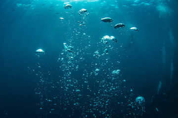 Underwater shot of blue ocean water, air bubbles closeup, sunbeams on water surface, some scubadivers in deep - obrazy, fototapety, plakaty
