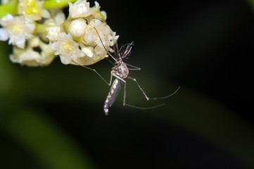 mosquito