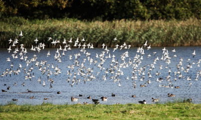 Dunlin, Calidris alpine 