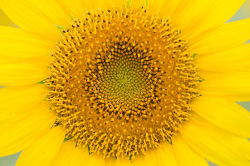 満面のひまわり