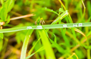 drop dew on a green leaf horizontally close-up eco background base