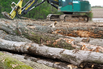 Trees that have been felled and cut into logs to clear land for new development
