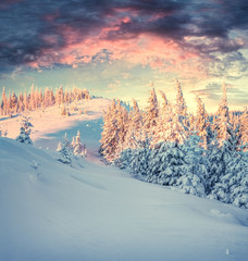 Incredible winter sunrise in Carpathian mountains with snow covered fir trees.