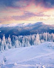 Great winter sunrise in Carpathian mountains with snow covered fir trees