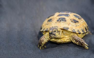 domestic pet tortoise on dark blue textile background close-up view carefully intrigued