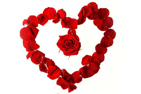 red rose around her red petals in the shape of a heart on a white background
