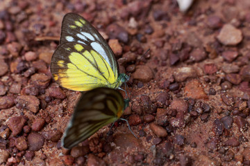 Beautiful butterfly select focus or out focus, Close-up butterfly on ground Blurry or Blur soft...