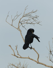 Waving black bird