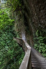 New Zealand Forest Mangapohue Natural Bridge