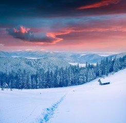 Dramatic winter sunrise in Carpathian mountains with snow cowered fit trees
