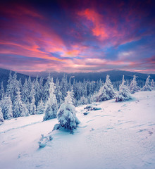 Dramatic winter sunrise in Carpathian mountains with snow cowered trees.
