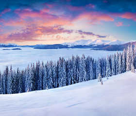 Magnificent winter sunrise in Carpathian mountains with snow covered fir trees.