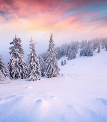 Gorgeous winter sunrise in Carpathian mountains with snow cowered fit trees