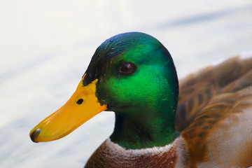 Duck close up