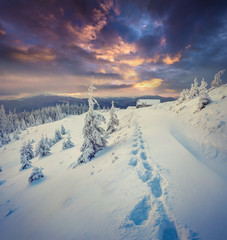 Dramatic winter sunset in Carpathian mountains with snow cowered fit trees.