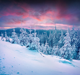 Dramatic winter sunset in Carpathian mountains with snow cowered fit trees.
