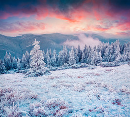 Amazing winter sunrise in Carpathian mountains with snow cowered fir trees