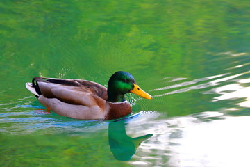 Wild duck in water