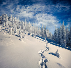Sunny winter forest under a deep blue sky