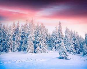 Spectacular winter landscape in Carpathian mountains with snow cowered trees.