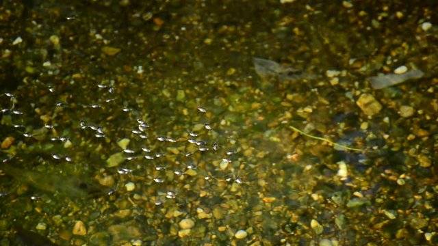 Insects in the river, Gyrinus Natator and Gerris Lacustris or common pond skater