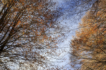 Photograph of a forest with autumn colors. Trees, leaves and greenery 