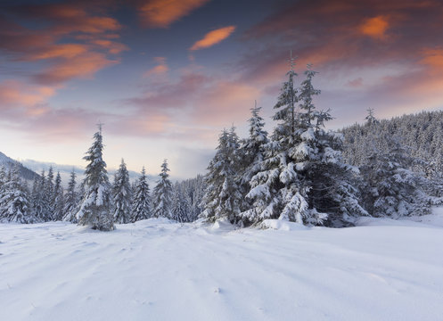 Captivating winter sunrise in Carpathian mountains with snow covered fir trees