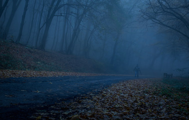 Path through a dark forest at night