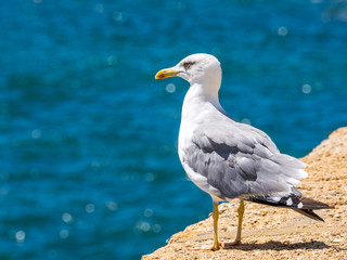 Möwe auf Kaimauer
