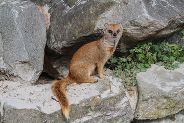 Obraz premium Mangouste Jaune