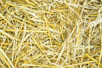 Dry yellow straw grass background texture after havest