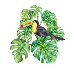  monstera and a rainbow toucan © Yuliia