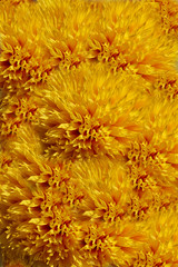 sunflower in bloom in the garden