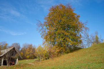 Beech tree on a meadow in fall colors with sheep in the background.