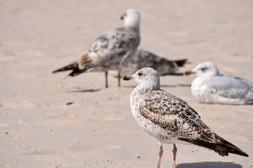weiß braun beige Möwen am Strand