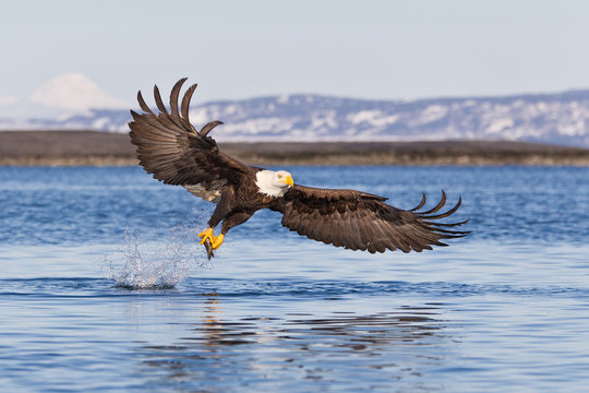 Bald eagle catching fish with a splash in Alaska