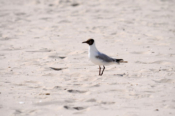 grau, weiß Schwarzkopf Möwe am Strand in Binz, Rügen