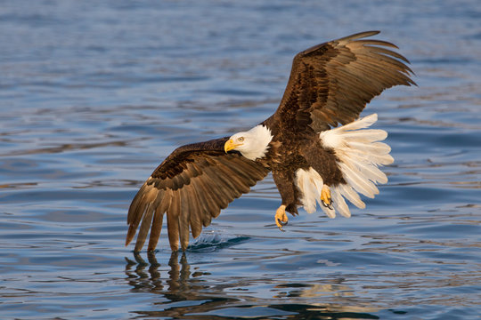 Bald eagle with wing tip touching the water in Alaska
